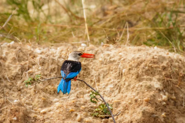 Gri başlı kralbalıkçı (Halcyon leucocephala), Uganda 'daki Uganda' daki Murchison Falls Ulusal Parkı 'nda Victoria Nehri' nin kıyısında bir dalda oturuyor..