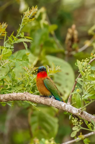 Mangeur Abeilles Gorge Rouge Merops Bulocki Assis Sur Une Branche — Photo