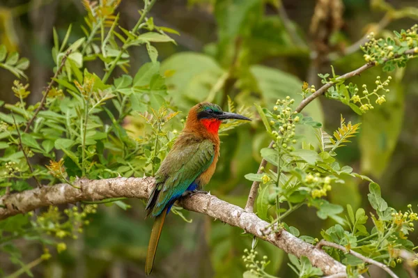 Tragador Abejas Garganta Roja Merops Bulocki Sentado Una Rama Parque —  Fotos de Stock