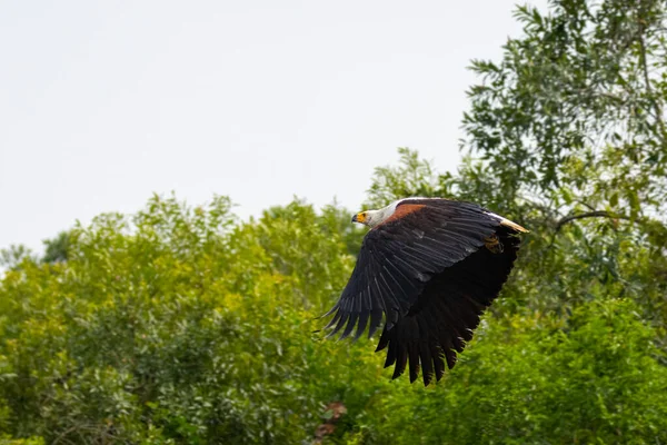 Afrikaanse Visarend Haliaeetus Vocifer Tijdens Vlucht Murchison Falls National Park — Stockfoto