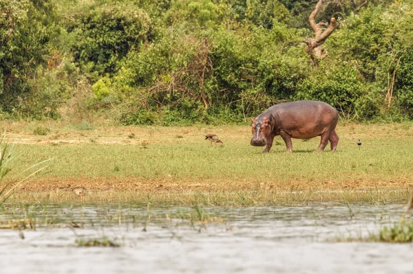 Das Flusspferd Hippopotamus Amphibius Auf Landweiden Murchison Falls National Park — Stockfoto