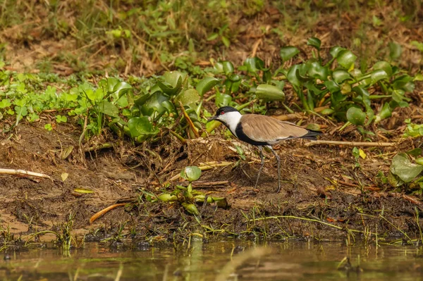 Sarkantyús Szárnyú Laposmellű Futómadár Vanellus Spinosus Charadriidae Murchison Falls Nemzeti — Stock Fotó