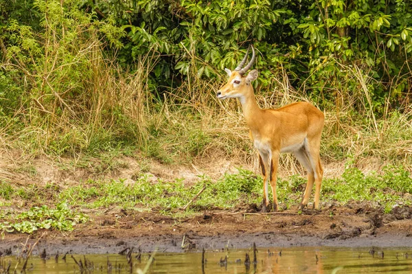 Ein Männlicher Kob Kobus Kob Steht Ufer Des Victoria Nil — Stockfoto