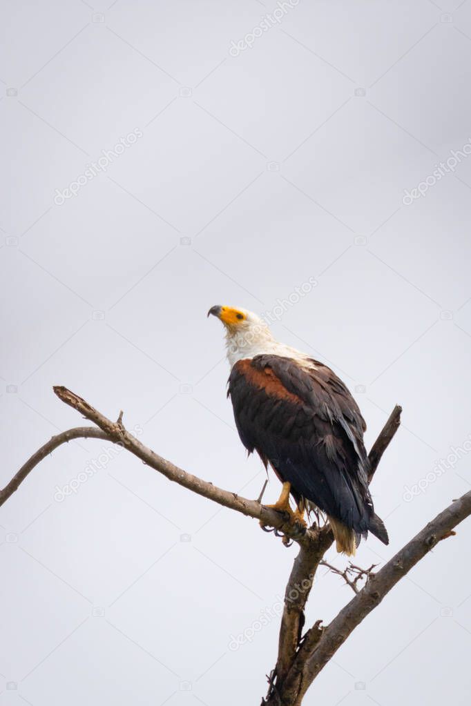 African Fish Eagle (Haliaeetus vocifer), Murchison Falls National Park, Uganda.