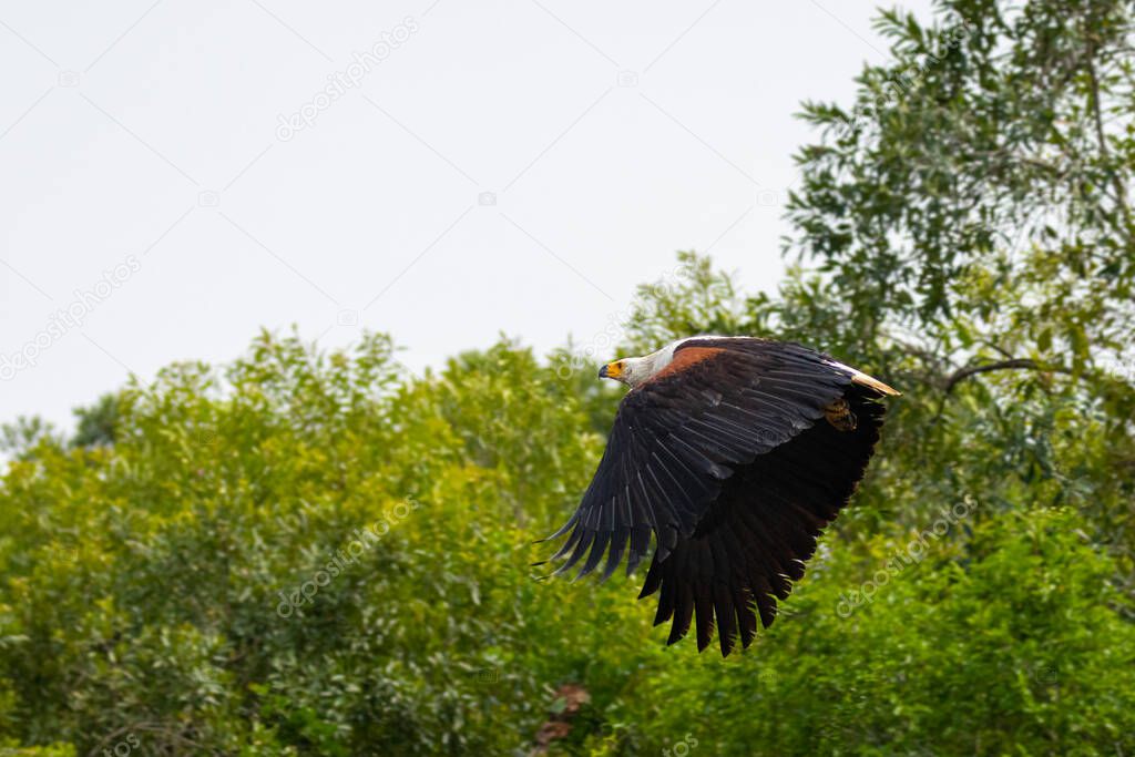 African Fish Eagle (Haliaeetus vocifer) in flight, Murchison Falls National Park, Uganda.