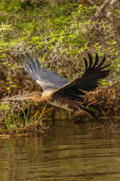 African Darter (Anhinga rufa) in flight, Murchison Falls National Park, Uganda.