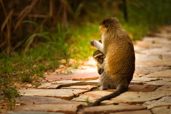 Bebé Mono Vervet Chlorocebus Pygerythrus Con Mamá Parque Nacional Murchison — Foto de Stock