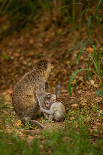 Bayi Monyet Vervet Chlorocebus Pygerythrus Dengan Ibu Taman Nasional Murchison — Stok Foto