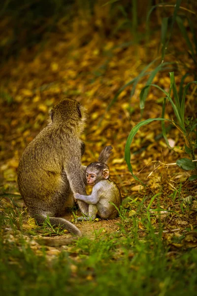 Bayi Monyet Vervet Chlorocebus Pygerythrus Dengan Ibu Taman Nasional Murchison — Stok Foto