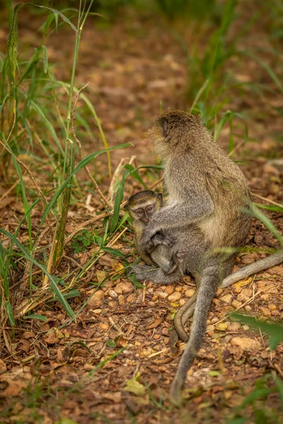 Vervet Opice Dítě Chlorocebus Pygerythrus Maminkou Murchison Falls National Park — Stock fotografie