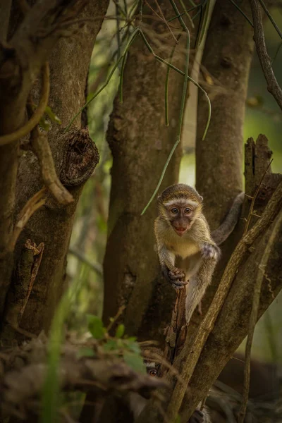 Vervet Monkey Baby Chlorocebus Pygerythrus Murchison Falls National Park Uganda — Stock Photo, Image