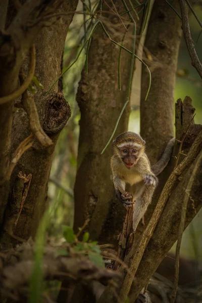 Bebé Mono Vervet Chlorocebus Pygerythrus Parque Nacional Murchison Falls Uganda — Foto de Stock