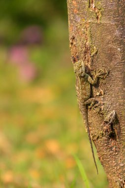 Ağaçta bir agama kertenkelesi, Kibale, Uganda.
