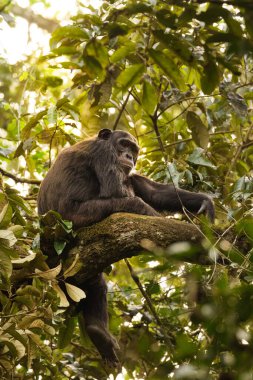 Şempanze (Pan trogloditleri schweinfurtii) güzel bir ışıkta bir ağaçta dinleniyor, Kibale Ormanı Ulusal Parkı, Rwenzori Dağları, Uganda.