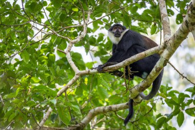 L 'Hoest' un maymunu (Allochrocebus lhoesti), veya dağ maymunu, oturuyor ve izliyor, Kibale Ormanı Ulusal Parkı, Uganda.