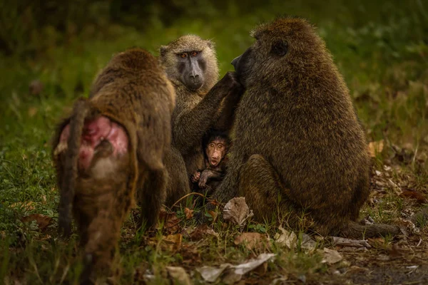 Babbuino Chacma Papio Ursinus Famiglia Con Piccolo Babbuino Carino Parco — Foto Stock