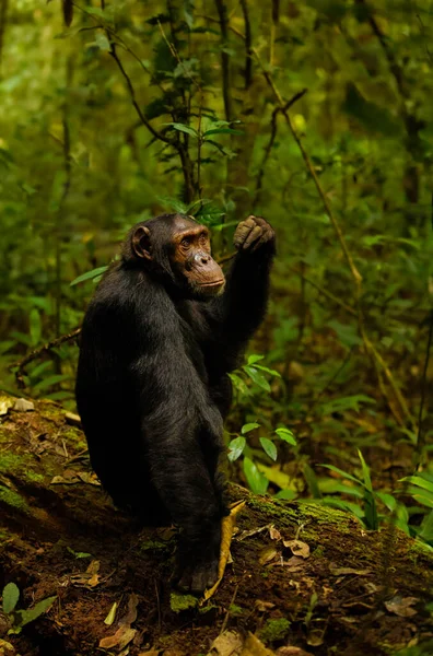 Retrato Comum Chimpanzé Pan Troglodytes Schweinfurtii Parque Nacional Floresta Kibale — Fotografia de Stock