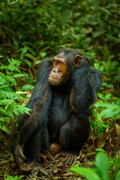 Retrato Comum Chimpanzé Pan Troglodytes Schweinfurtii Parque Nacional Floresta Kibale — Fotografia de Stock