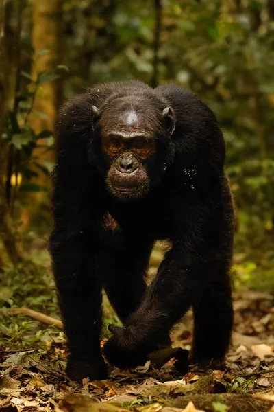 Chimpancé Común Pan Troglodytes Schweinfurtii Caminando Hacia Cámara Parque Nacional — Foto de Stock