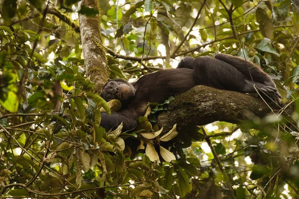 Chimpancé Común Pan Troglodytes Schweinfurtii Relajarse Árbol Parque Nacional Del — Foto de Stock