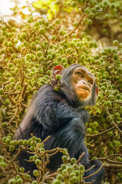 Pouco Comum Chimpanzé Pan Troglodytes Schweinfurtii Sentado Uma Árvore Comendo — Fotografia de Stock