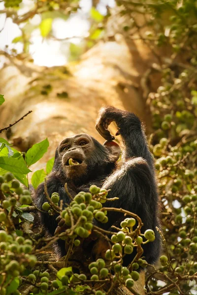 乌干达鲁文佐里山脉Kibale森林国家公园 一个小小的普通黑猩猩 Pan Troglodytes Schweinfurtii 坐在树上吃东西 — 图库照片