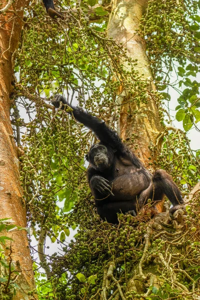 Chimpancé Común Pan Troglodytes Schweinfurtii Sentado Árbol Comiendo Parque Nacional — Foto de Stock