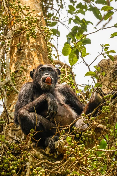 Chimpanzé Comum Pan Troglodytes Schweinfurtii Sentado Uma Árvore Mostrando Sua — Fotografia de Stock