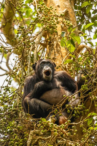 Chimpanzé Comum Pan Troglodytes Schweinfurtii Sentado Uma Árvore Bocejando Parque — Fotografia de Stock