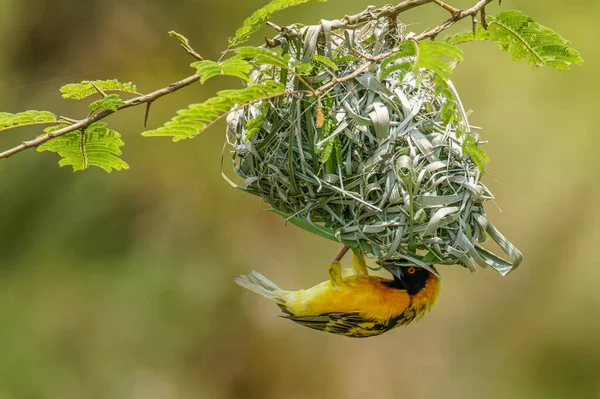 Africký Tkadlec Jižní Maskou Ploceus Velatus Staví Zelené Travní Hnízdo — Stock fotografie