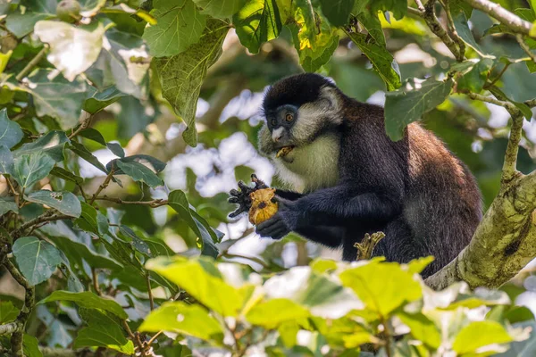 Mono Cola Roja Schmidt Mira Curiosamente Desde Las Ramas Árbol —  Fotos de Stock