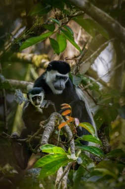 Adult Eastern black-and-white colobus with a juvenile, Kibale National Forest, Uganda. clipart