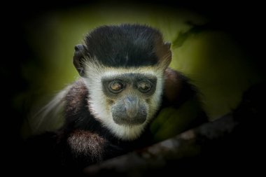 Yetişkin Doğu siyah-beyaz Colobus portresi, Kibale Ulusal Ormanı, Uganda.