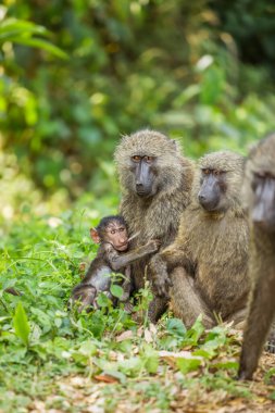 Chacma babunu (Papio ursinus) anne, Uganda 'daki Kibale Ormanı Milli Parkı' nda genç ve şirin babunu emziriyor..