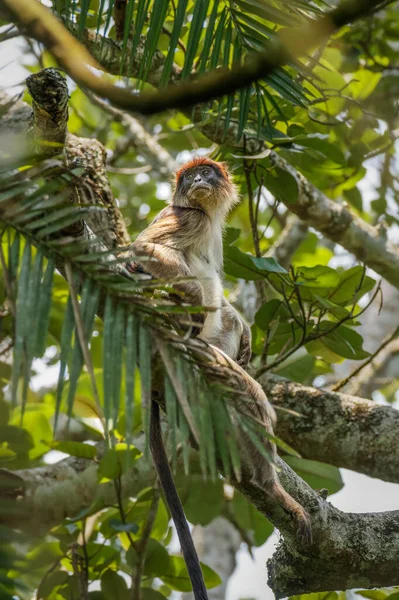 Mono Colobo Rojo Ugandés Salvaje Rama Bosque Nacional Kibale Uganda —  Fotos de Stock