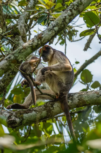 Macaco Colobo Vermelho Ugandês Selvagem Com Recém Nascido Sentado Ramo — Fotografia de Stock