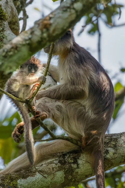 Macaco Colobo Vermelho Ugandês Selvagem Com Recém Nascido Sentado Galho — Fotografia de Stock