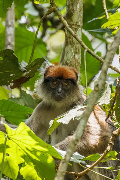 Macaco Colobo Vermelho Ugandês Selvagem Ramo Floresta Nacional Kibale Uganda — Fotografia de Stock