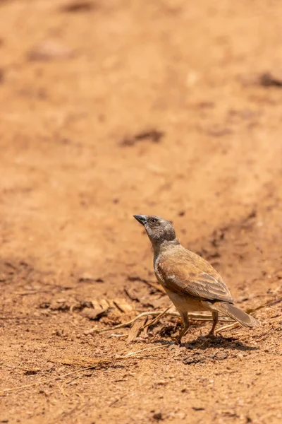 Burung Pipit Berkepala Abu Abu Utara Passer Griseus Tanah Hutan — Stok Foto