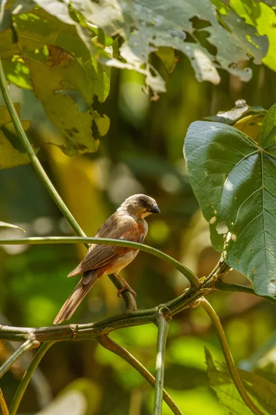 Severní Vrabec Šedovlasý Passer Griseus Větvi Kibale National Forest Uganda — Stock fotografie