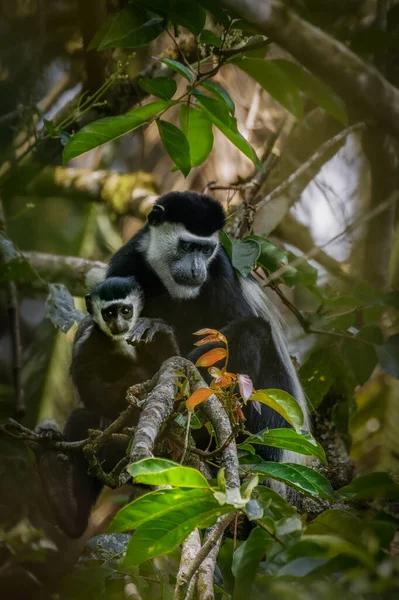 Dorosły Czarno Biały Colobus Wschodni Młodocianym Kibale National Forest Uganda — Zdjęcie stockowe