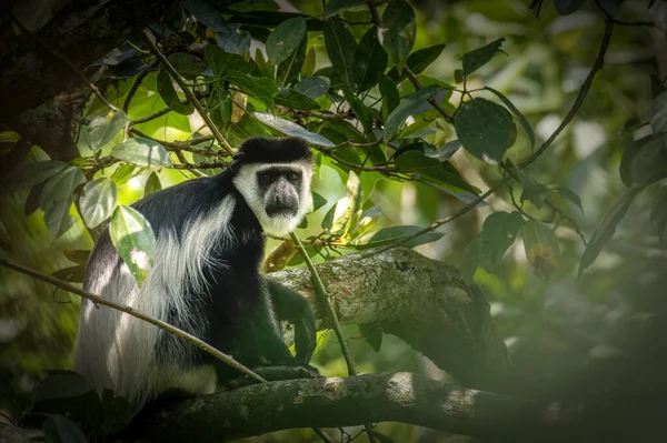 Yetişkin Doğu Siyah Beyaz Colobus Portresi Kibale Ulusal Ormanı Uganda — Stok fotoğraf
