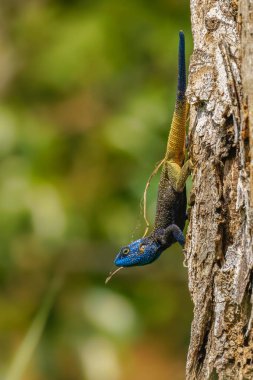 Mavi başlı Ağaç Ağacı (Acanthocercus atricollis), ayrıca Siyah boyunlu Agama olarak da bilinir, Kibale Ulusal Ormanı, Uganda.
