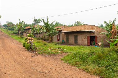 Kabarole / Uganda - 28 Şubat 2020: Bir sürü matoke muz demeti, geleneksel Doğu Afrika Gıda, toprak yol boyunca bir bisiklete yüklenmiş, Uganda.