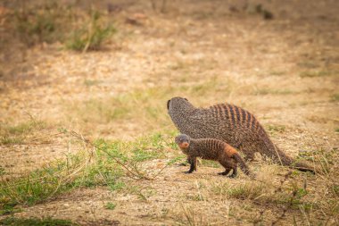 Bir bebek Banded Mongoose (Mungos mungo), Kraliçe Elizabeth Ulusal Parkı, Uganda.
