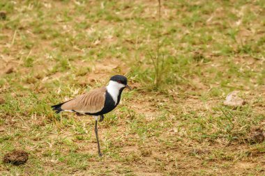 Kanatlı kanatlılar (Vanellus spinosus), Charadriidae familyasından, Kraliçe Elizabeth Ulusal Parkı, Uganda 'da yaşayan bir çulluk türü..