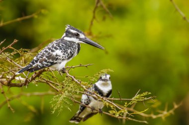 Bir dal üzerinde oturan bir çift Pied Kingfisher (Ceryle rudis), Kraliçe Elizabeth Ulusal Parkı, Uganda.