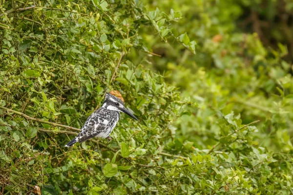 Pied Kingfisher Ceryle Rudis Sitting Branch Queen Elizabeth National Park — Stock Photo, Image