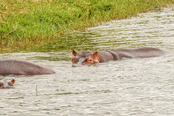 Hipopótamo Comum Hippopotamus Amphibius Parque Nacional Rainha Elizabeth Uganda — Fotografia de Stock