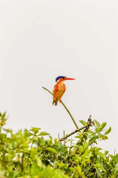 Malachite Kingfisher Alcedo Cristata Branch Queen Elizabeth National Park Uganda — 图库照片